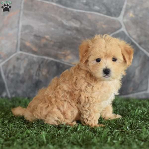 Galen, Maltipoo Puppy